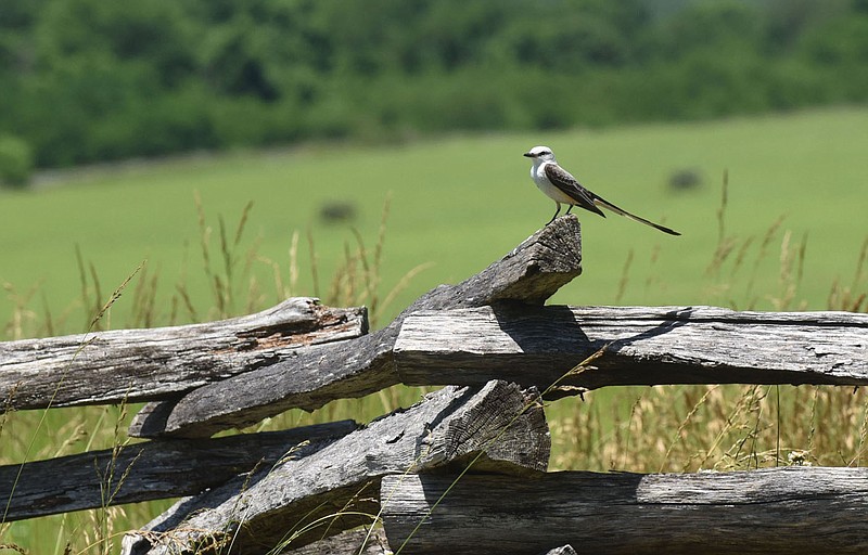 A scissor-tail fly catcher rests on a rail fence June 12 2020 at Pea Ridge National Military Park. The Civil War battlefield and national park is a top bird-watching destination during summer and all year long. A variety of habitats in the spacious park attract a wide variety of birds, with different species in the park depending on the season of the year. 
(NWA Democrat-Gazette/Flip Putthoff)