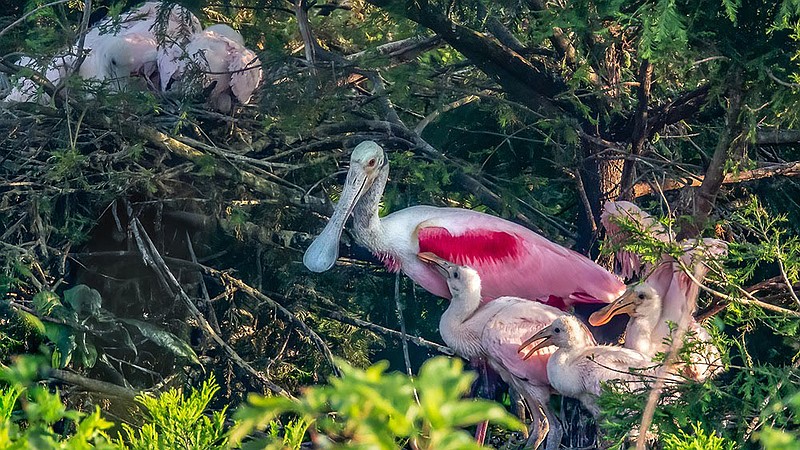 Two new bird species discovered nesting in restored Arkansas wetlands ...