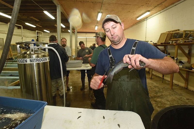 Joe Adams, manager of the Charlie Craig State Fish Hatchery in Centerton, clips a piece of fin from a channel catfish. The project  tells biologists how much stocked channel catfish contribute to the overall channel catfish population at Beaver Lake.
(NWA Democrat-Gazette/Flip Putthoff)