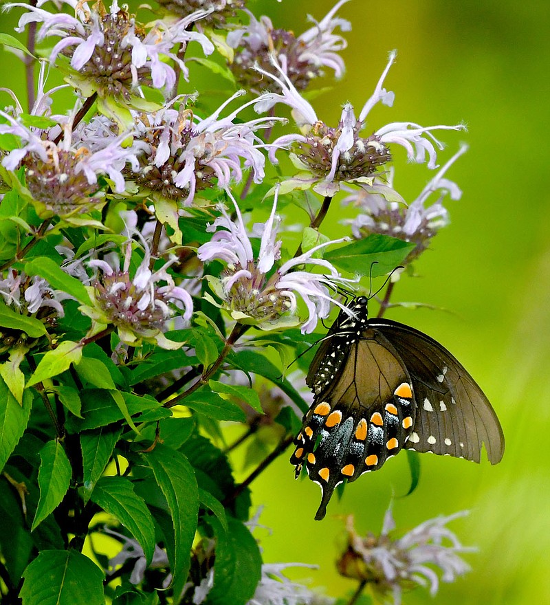 Submitted/TERRY STANFILL
A spicebush swallowtail visits its host plant along the Eagle Watch Nature Trail in Gentry on July 15.