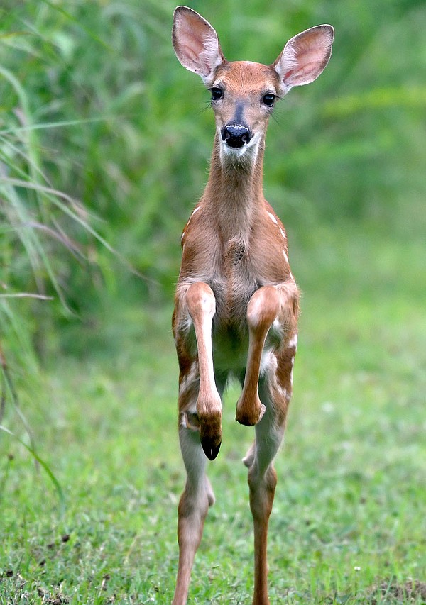 Spring tip: Leave baby animals alone; mom is nearby - Vimarsana News