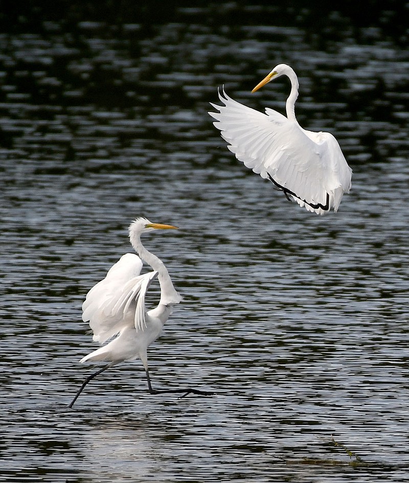 Submitted/TERRY STANFILL
Egrets spar in the shallows of SWEPCO Lake at Eagle Watch in Gentry on July 17.
