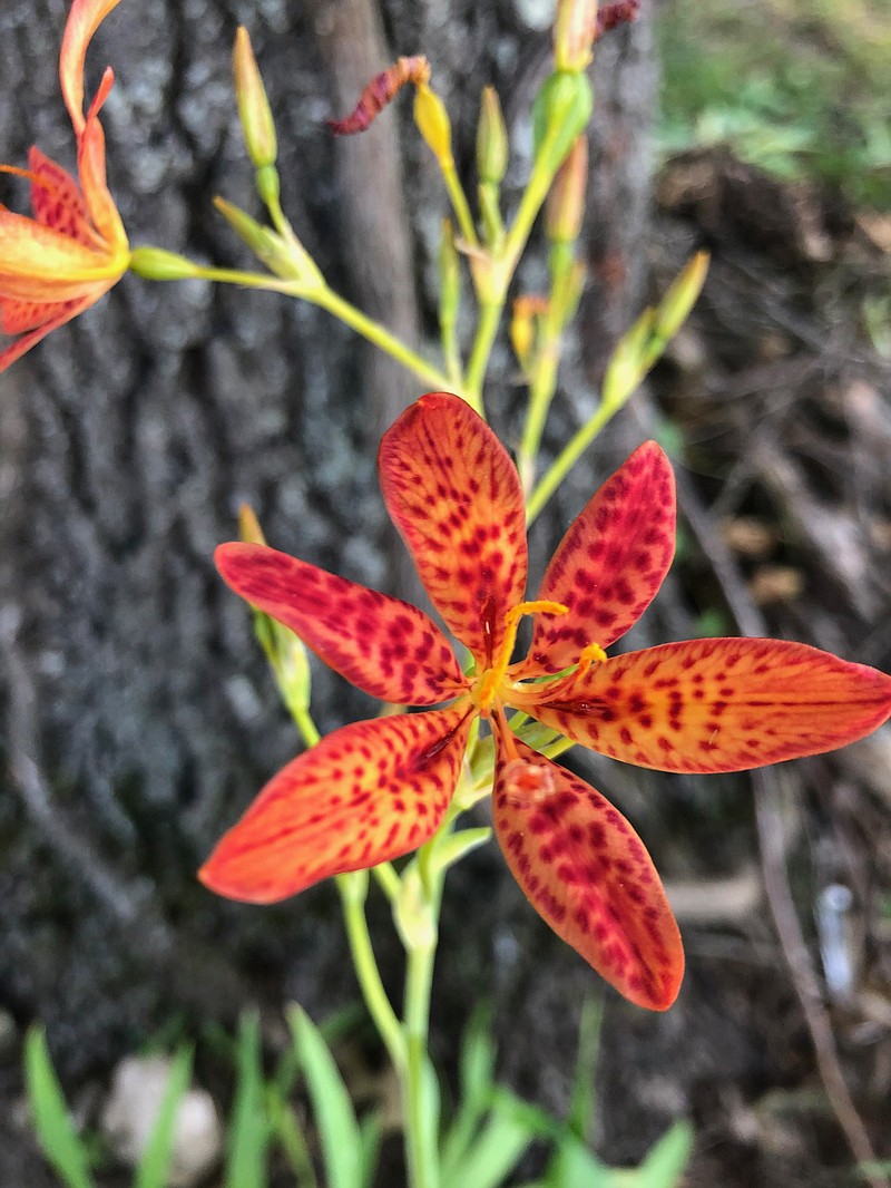 Belamcanda or blackberry lily is a member of the iris family. (Special to the Democrat-Gazette)