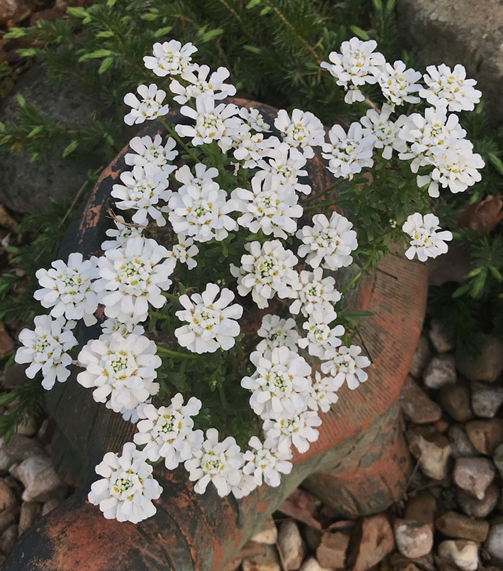 Candytuft is a spring-blooming perennial. (Special to the Democrat-Gazette)