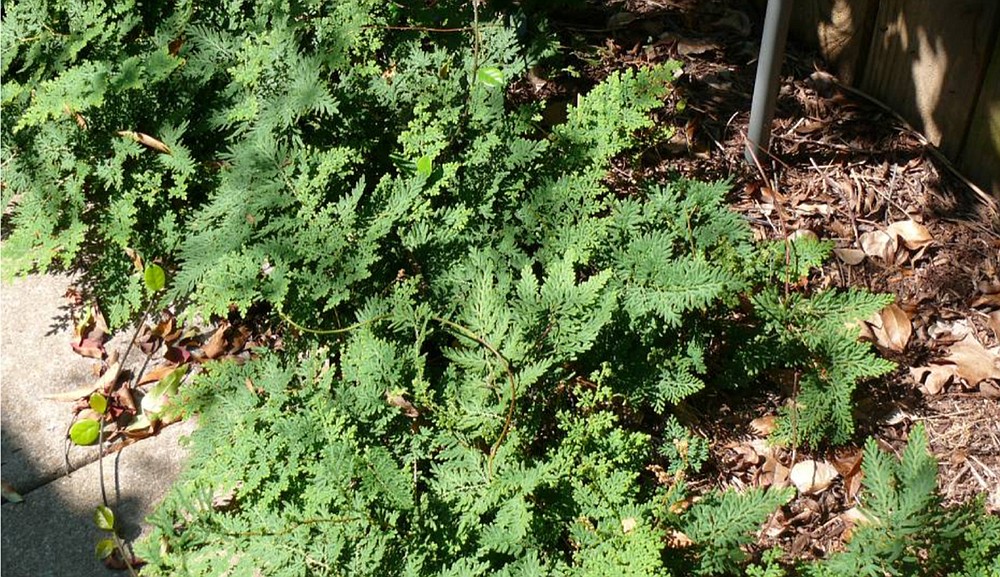 Selaginella or Arborvitae fern is not a fern but a club moss. (Special to the Democrat-Gazette)