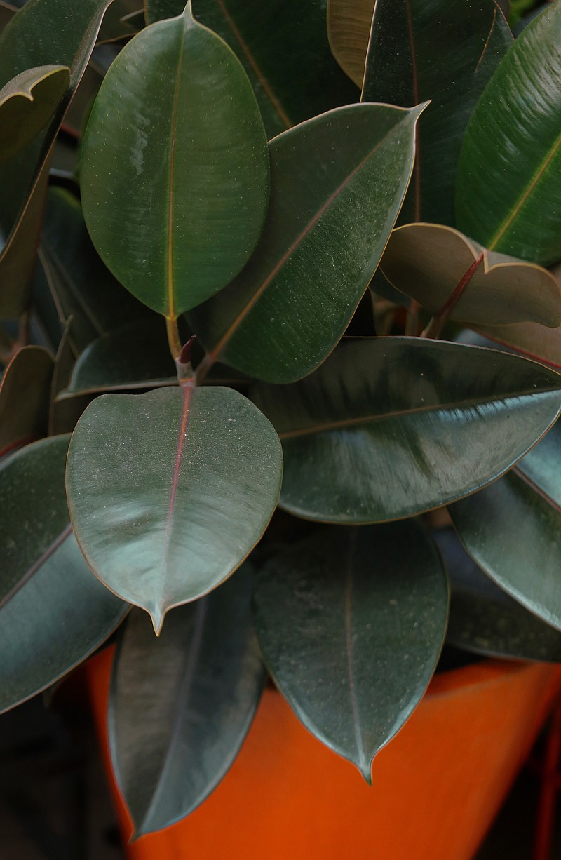 Rubber tree is often recommended for beginner houseplant growers.
(Democrat-Gazette file photo)