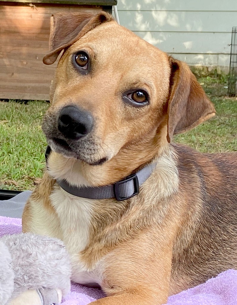 SUBMITTED
Levi is available for adoption. He is currently in a foster home to help overcome his shyness and, once he gets to know you, he's a real cuddle bug. He is up to date on his shots and will be neutered and microchipped before his adoption. Call Mark at 479-212-0632 to meet this sweet small dog!