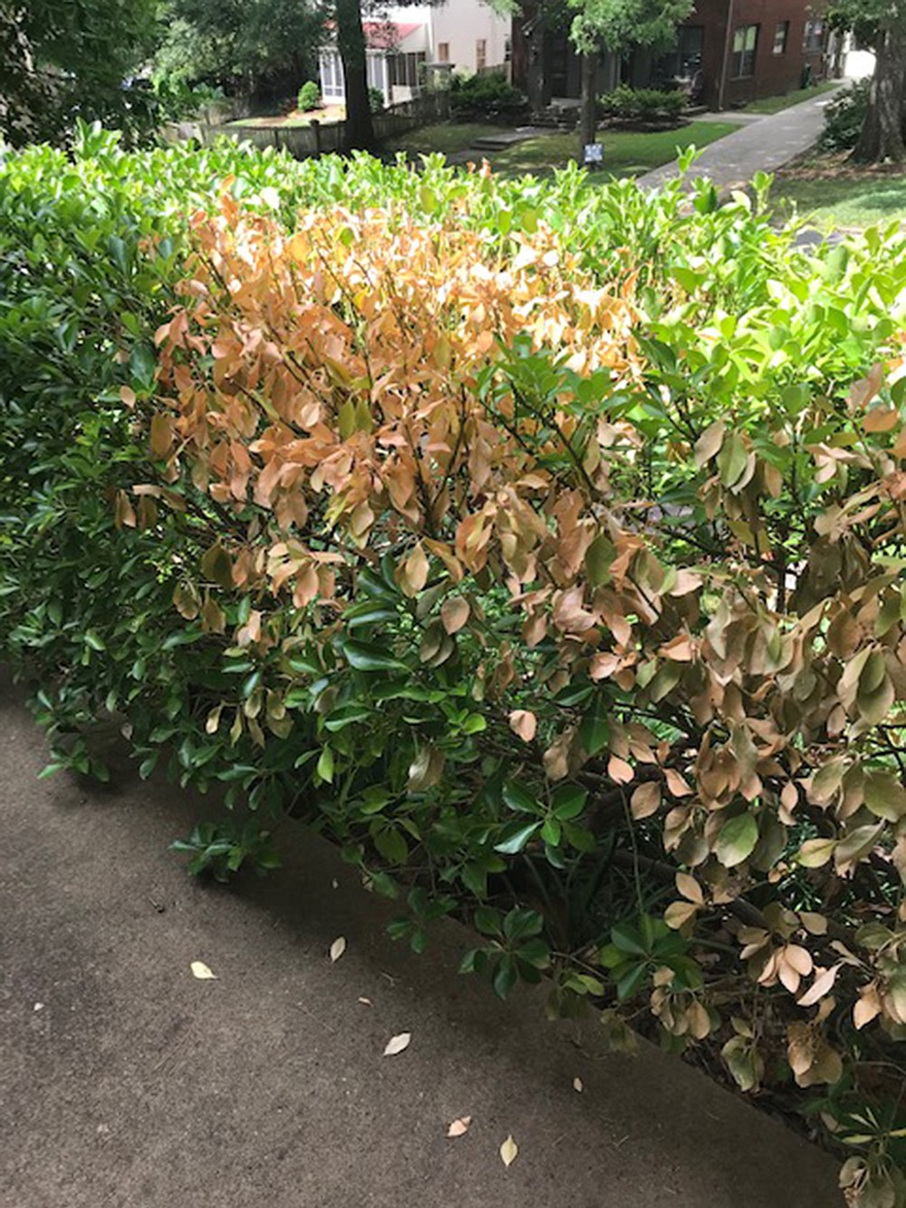 The damage done to this hedge doesn't look much like a disease; it looks like a burn or damage from a chemical spray. (Special to the Democrat-Gazette)