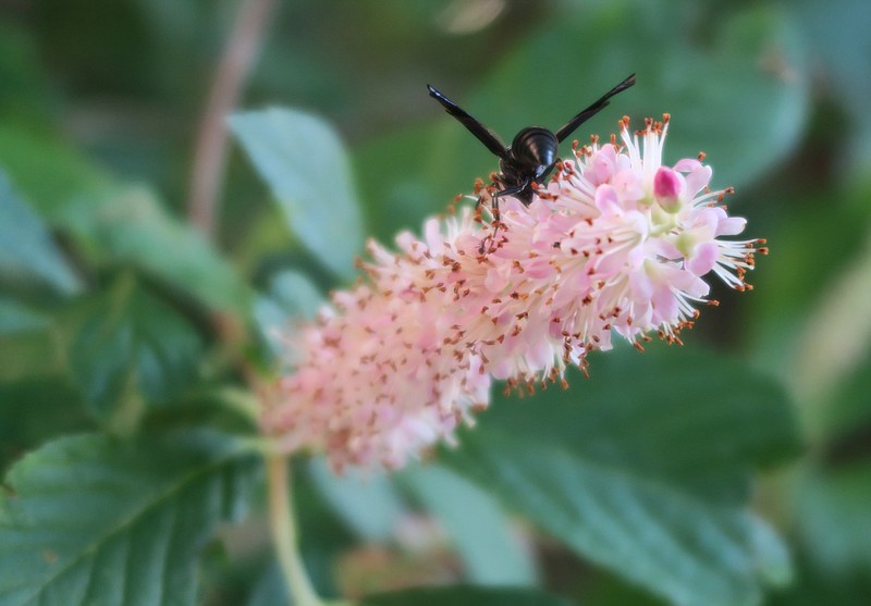 With fragrant flowers, Clethra shrubs or small trees attract pollinators. 
(Special to the Democrat-Gazette/Janet B. Carson)