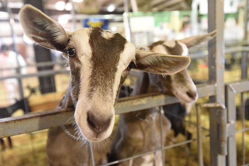 NWA Democrat-Gazette/FLIP PUTTHOFF 
GOATS STAR AT FAIR
Goats are seen  Tuesday Aug. 7 2019 before the dairy goat show on opening day of the Benton County Fair. THe dairy goat show opened festivities Tuesday morning at the festivities at the fairgrounds located near the Vaughn community west of Bentonvlle. The fair continues today and runs through Saturday. Admission is free.