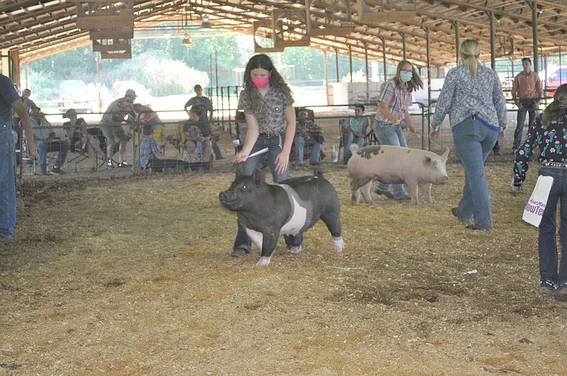 RACHEL DICKERSON/MCDONALD COUNTY PRESS Tierany Sloan, center, won Grand Champion Gilt during the swine show at the McDonald County Fair.