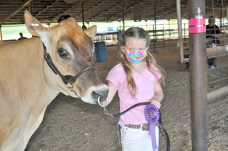 RACHEL DICKERSON/MCDONALD COUNTY PRESS Ellie Pierce won Supreme Cow/Best of Show for her Jersey cow Poppy Rose during the dairy show at the McDonald County Fair.