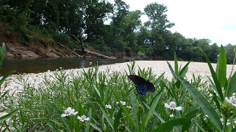 A butterfly finds shoreline flowers attractive along Little Sugar Creek near Jane, Mo.
(NWA Democrat-Gazette/Flip Putthoff)
