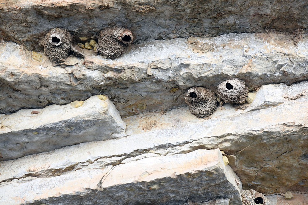 Cliff swallows build colonies of nests under rock shelves along bluffs at Beaver Lake. Nests are seen here on July 24 2020 north of Rocky Branch park.
(NWA Democrat-Gazette/Flip Putthoff)