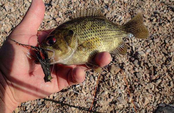 Summertime bream: Catch bluegills, redears, pumpkinseeds and more right now