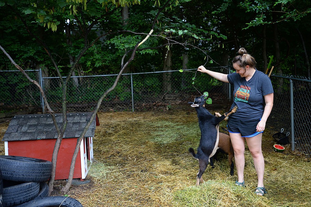 Abbey Allen plays with her goats, Professor (left), and Dilly, Friday, July 31, 2020, at her home on Olive Avenue in Fayetteville. A newly adopted ordinance allows for goats in the city limits on less land than earlier requirements. Visit nwaonline.com/200803Daily/ for today's photo gallery.
(NWA Democrat-Gazette/Andy Shupe)
