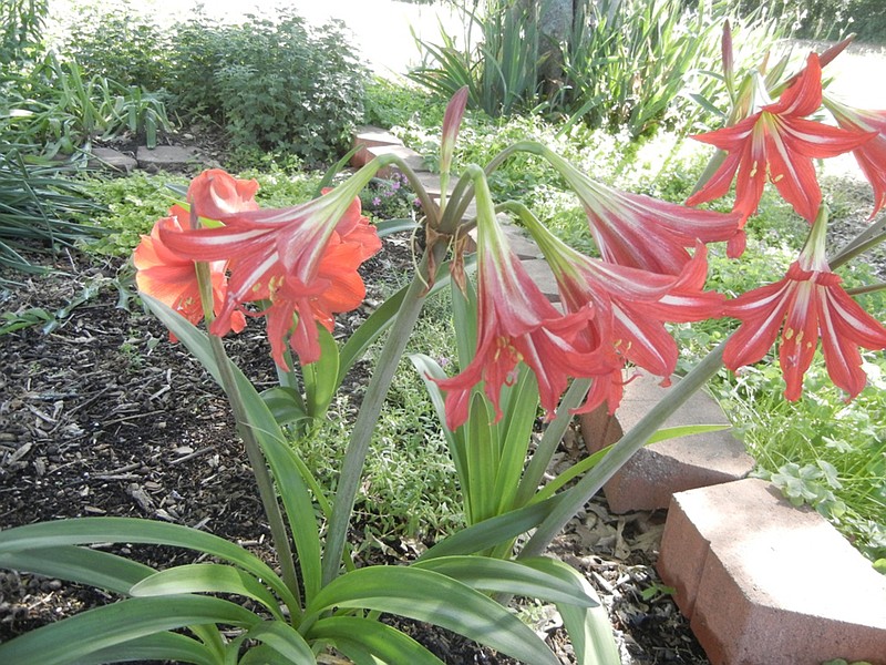 Amaryllis bulbs can be divided in the fall by digging the bulbs and pulling small offsets away from the mother bulb or, if they are joined, by using a sharp knife to separate them. (Special to the Democrat-Gazette/Janet B. Carson)