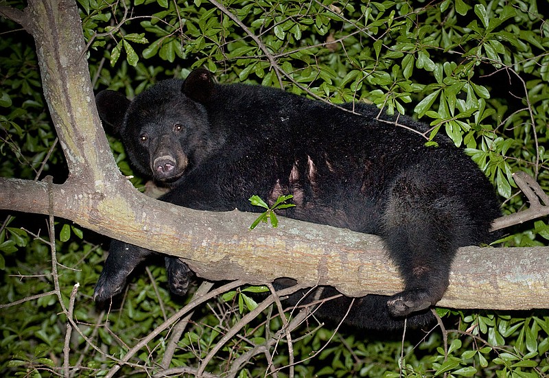 Henderson State University/STEVE FELLERS - 5/18/09 - A black bear strolled through Arkadelphia Monday night, stopping at the Hardy’s, a gas station and the Sonic before heading to Henderson State University. While there the  bear hustled up a tree on the south side of Campus.