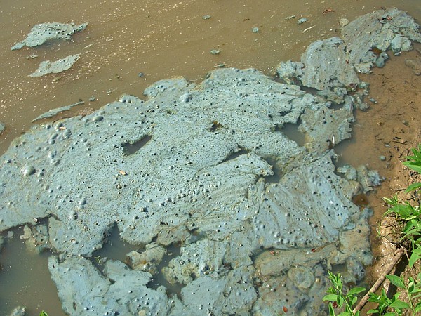 Beware of toxic blue-green algae during hot summer months - Hot Springs Sentinel