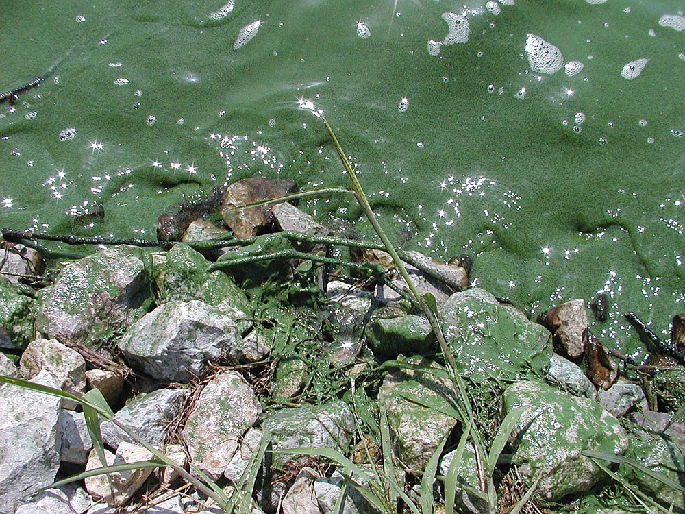 Beware Of Toxic Blue Green Algae During Hot Summer Months   195768744 Algae 2 T1000 