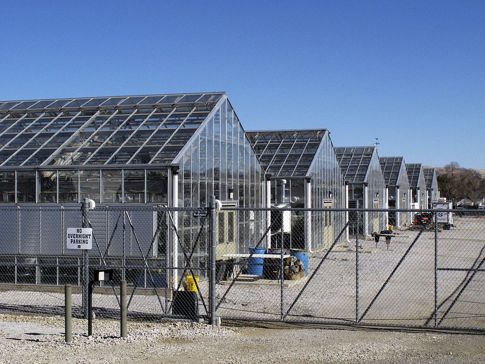 FILE - In this Feb. 10, 2020, file photo, a series of greenhouses are pictured at the University of Nevada, Reno, where a rare desert wildflower is growing. The U.S. Fish and Wildlife Service says there's enough scientific evidence that two rare plants in Nevada's desert could go extinct to warrant a year-long review of whether to list them as U.S. endangered species, including one at the center of a fight over a proposed lithium mine. (AP Photo/Scott Sonner, File)