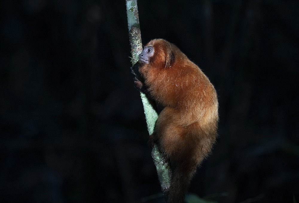 A Golden Lion Tamarin holds on to a tree in the Atlantic Forest region of Silva Jardim in Rio de Janeiro state, Brazil, Thursday, Aug. 6, 2020. A recently built eco-corridor will allow these primates to safely cross a nearby busy interstate highway bisecting one of the last Atlantic coast rainforest reserves. (AP Photo/Silvia Izquierdo)
