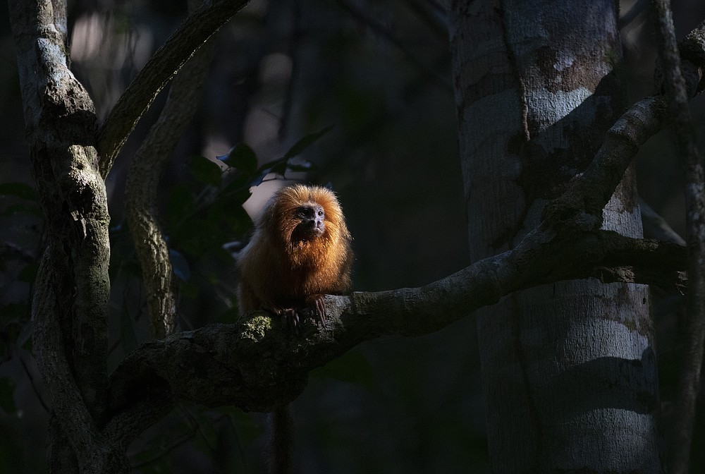 A Golden Lion Tamarin sits on a tree in the Atlantic Forest region of Silva Jardim in Rio de Janeiro state, Brazil, Thursday, Aug. 6, 2020. A recently built eco-corridor will allow these primates to safely cross a nearby busy interstate highway that bisects one of the last Atlantic coast rainforest reserves. (AP Photo/Silvia Izquierdo)