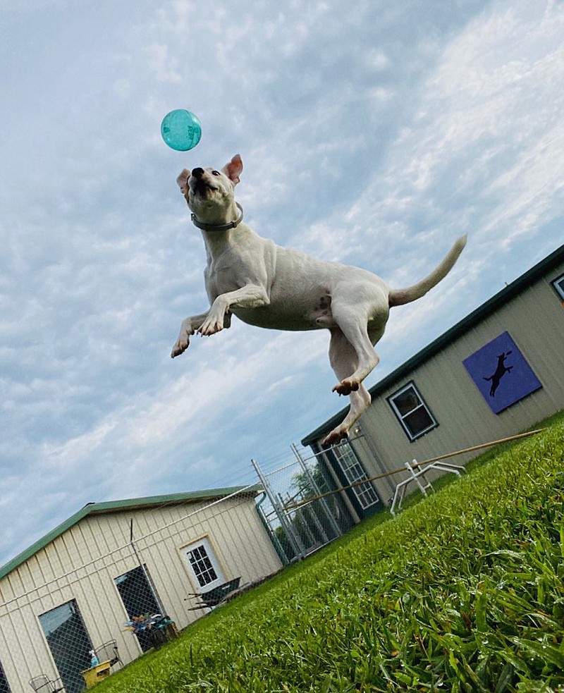 Apache – or “Pitch” as his mom calls him — loves to play, something he didn’t get to do much of in the two-plus years he lived in a shelter.

(Courtesy Photo)