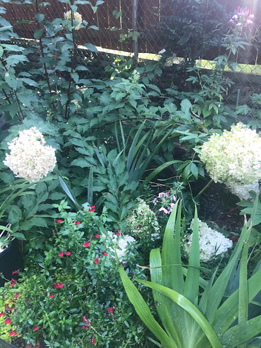 IN THE GARDEN Aster Yellows disease