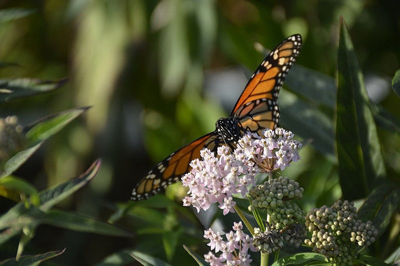 Columnist Amanda Bancroft captured these photos of Monarch butterflies on her swamp milkweed last week.

(Courtesy Photos)