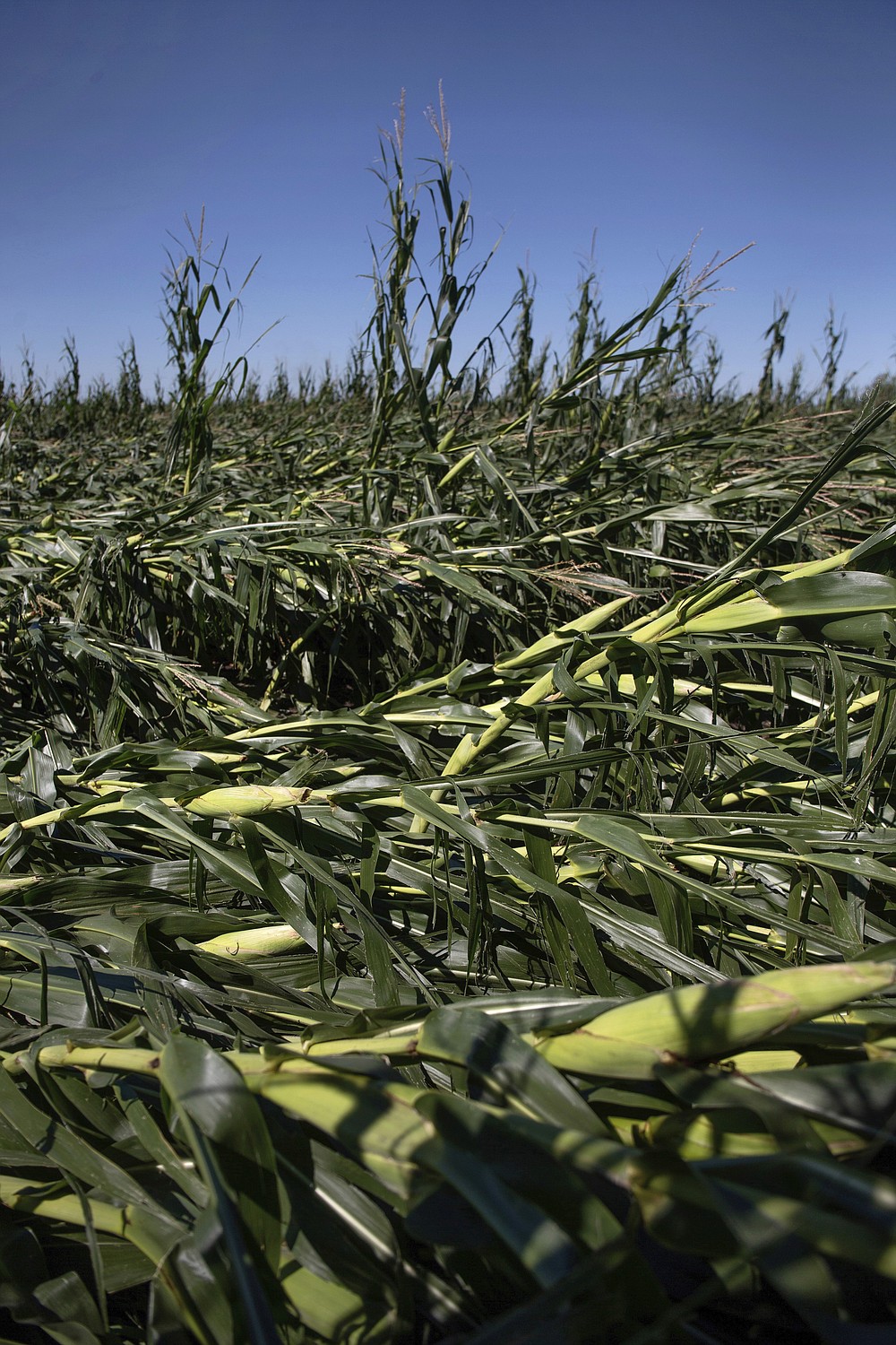 Crops flattened by the derecho that passed through Monday lie in a field near Polk City, Iowa, Tuesday, Aug. 11, 2020. The storm slammed the Midwest with straight line winds of up to 100 miles per hour on Monday, gaining strength as it plowed through Iowa farm fields, flattening corn and bursting grain bins still filled with tens of millions of bushels of last year’s harvest. (Olivia Sun/The Des Moines Register via AP)