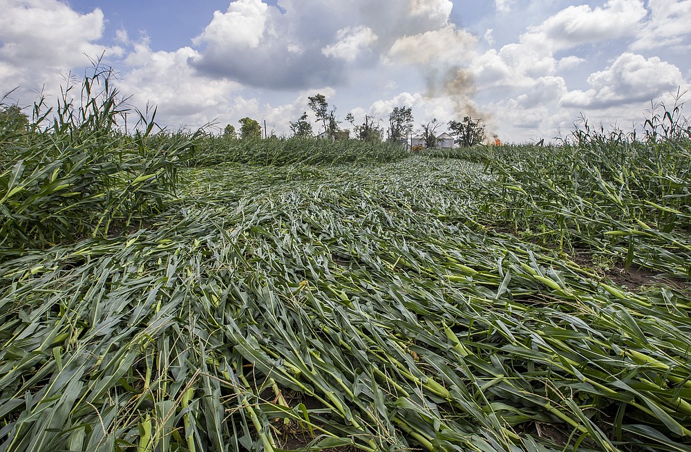 The path of a possible tornado is evident in a cornfield after a powerful storm on Tuesday, Aug. 11, 2020, in Wakarusa, Ind. (Robert Franklin/South Bend Tribune via AP)
