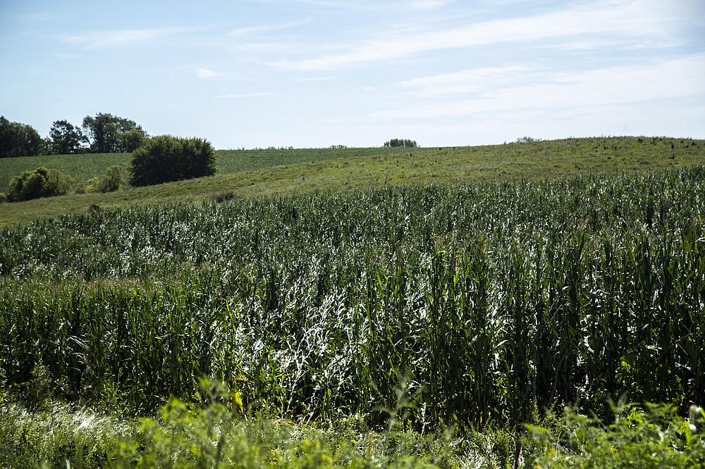 A damaged corn farm is seen, Tuesday, Aug. 11, 2020, after a derecho storm in Johnson County, Iowa. (Joseph Cress/Iowa City Press-Citizen via AP)