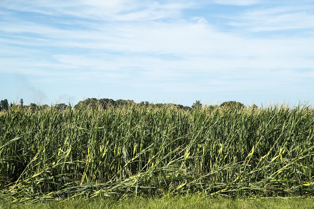 Stocks of corn are damaged, Tuesday, Aug. 11, 2020, after a storm in North Liberty, Iowa. ( Joseph Cress/Iowa City Press-Citizen via AP)