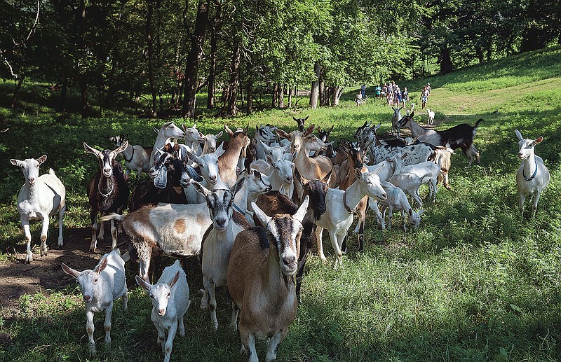 A pack of goats lead the way as hikers make their way through the Loess Hills during a session of "Goat Trek and Treats" hosted by Honey Creek Creamery on Friday, Aug. 7, 2020, in Crescent, Iowa. (Joe Shearer/The Daily Nonpareil via AP)