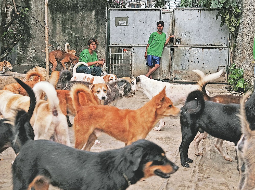 Indonesia shelter sees surge in abandoned dogs