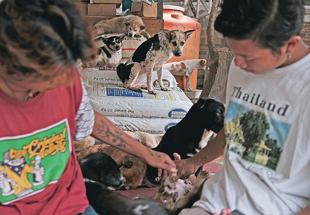 Indonesia shelter sees surge in abandoned dogs