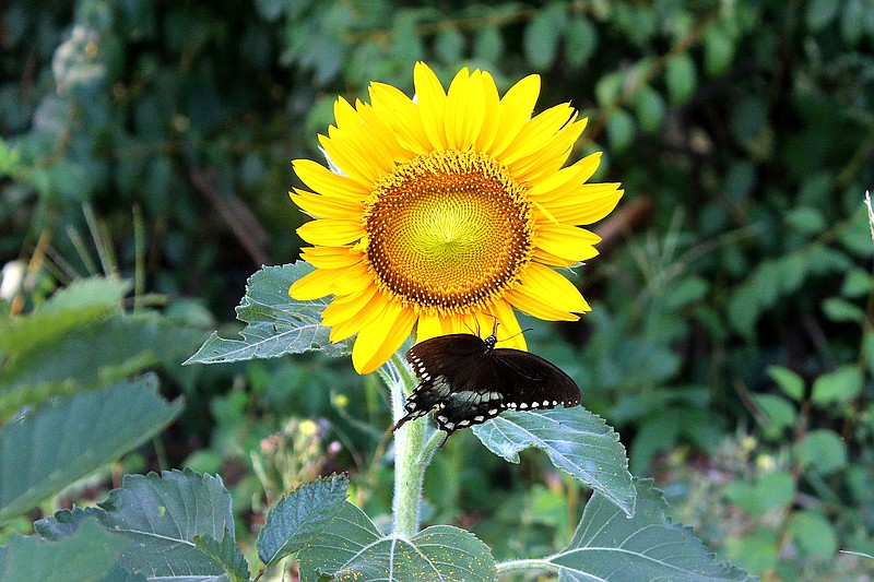 MEGAN DAVIS/MCDONALD COUNTY PRESS A black swallowtail butterfly relaxes on a blooming sunflower outside of New Bethel School. According to the Missouri Department of Conservation, male black swallowtails have a row of large, light-colored spots across the middle of his wings and females (like the one pictured) have much smaller spots and a larger patch of bright blue scales on each lower wing.