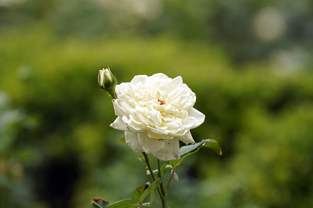 A rose is shown as journalists tour the restored Rose Garden at the White House in Washington, Saturday, Aug. 22, 2020. First Lady Melania Trump will deliver her Republican National Convention speech Tuesday night from the garden, famous for its close proximity to the Oval Office. The three weeks of work on the garden, which was done in the spirit of its original 1962 design, were showcased to reporters on Saturday. (AP Photo/Susan Walsh)