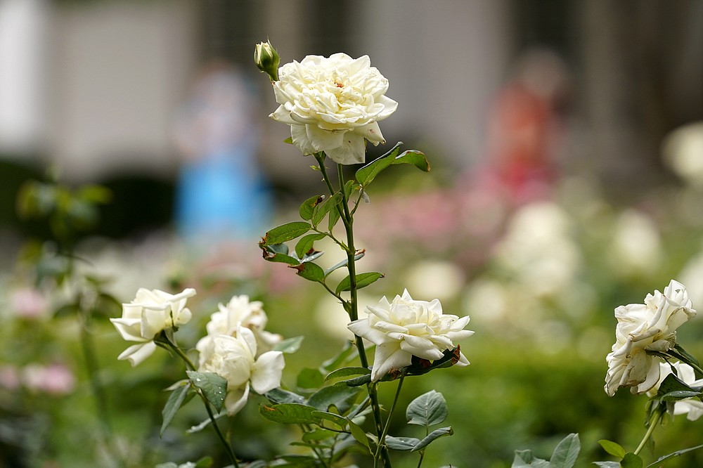 Roses are shown as journalists tour the restored Rose Garden at the White House in Washington, Saturday, Aug. 22, 2020. First Lady Melania Trump will deliver her Republican National Convention speech Tuesday night from the garden, famous for its close proximity to the Oval Office. The three weeks of work on the garden, which was done in the spirit of its original 1962 design, were showcased to reporters on Saturday. (AP Photo/Susan Walsh)