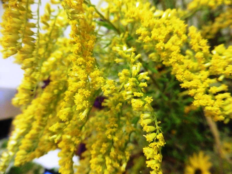 Goldenrod gets a bad rap during hay fever season, but its pollen is too large to float on the air and cause trouble. 
(Special to the Democrat-Gazette/Janet B. Carson)