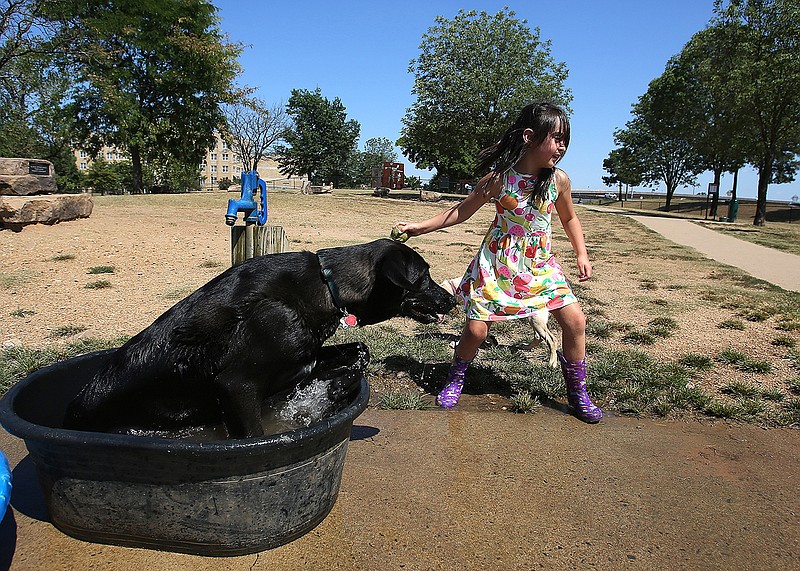 Evangeline Bordon, 6, throws a tennis ball for Tex, a 1-year-old German shepherd/golden retriever mix, as he jumps out of a tub of water to chase it on Monday, Aug. 24, 2020, at the MacArthur Dog Park in Little Rock. 
(Arkansas Democrat-Gazette/Thomas Metthe)