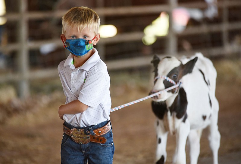 Gauge Perkins, 4, of Farmington, walks his holstein calf Tuesday, August 25, 2020, before showing him during the 2020 Washington County Fair on the fair grounds in Fayetteville. This year the fair is not open to the public and is taking place for junior exhibition only. Check out nwaonline.com/200826Daily/ and nwadg.com/photos for a photo gallery.
(NWA Democrat-Gazette/David Gottschalk)