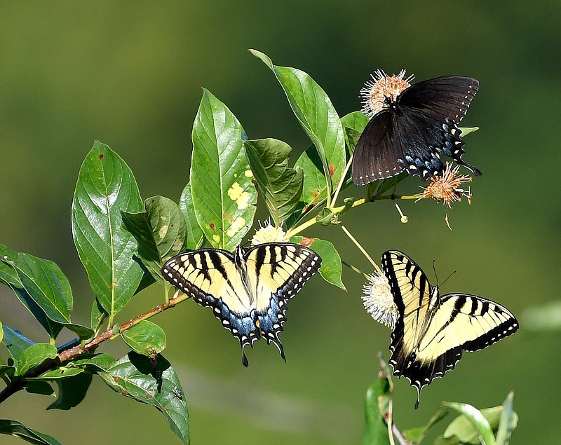 Submitted/TERRY SYANFILL
Tiger swallowtail butterflies visit a button bush at Eagle Watch Trail near Gentry on Aug. 22.