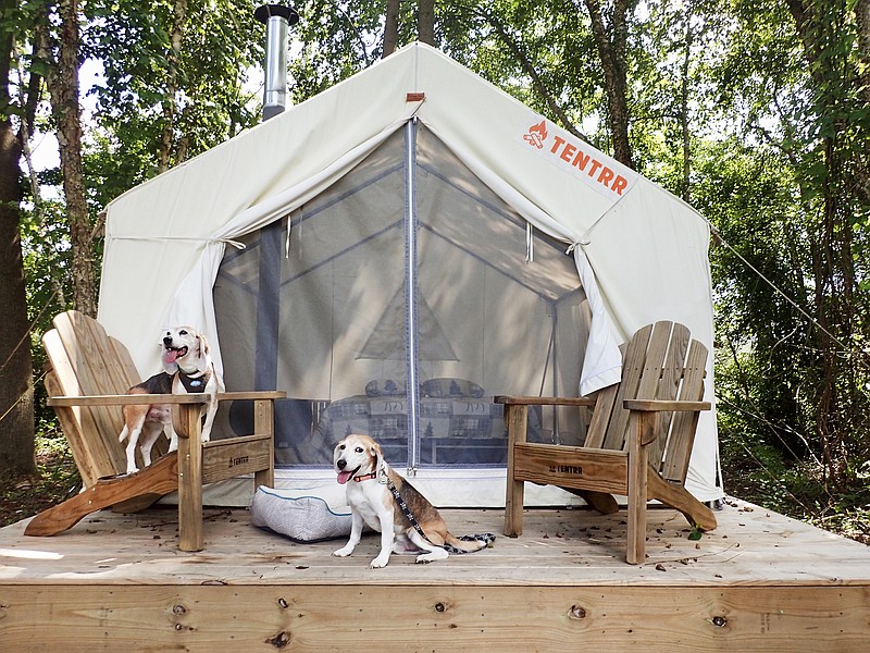Beagles George and Hammy hang out at a Tentrr site in North Carolina that includes a tent, a bed and drinking water.
(The Washington Post/Melanie D.G. Kaplan)
