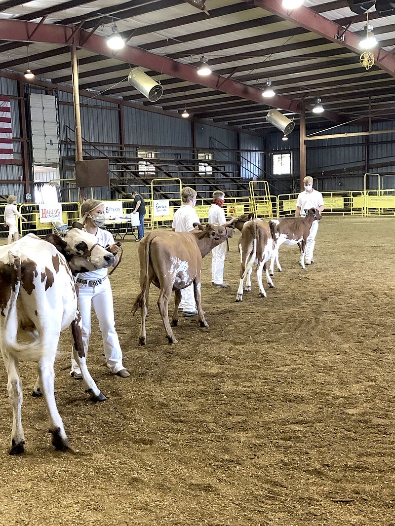 COURTESY PHOTO
Sydney Stearman, left, of Prairie Grove, Trey Hill of Farmington, Corbin Stearman of Prairie Grove and Trey Hill of Farmington participate in the dairy show at the Washington County Fair last week. The fair was closed to the public but open for the junior livestock judging shows.