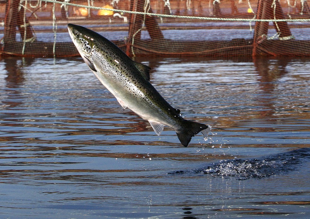 FILE - In this Oct. 11, 2008 file photo, an Atlantic salmon leaps out of the water at a Cooke Aquaculture farm pen near Eastport, Maine. President Donald Trump is hoping to dramatically upscale aquaculture in the U.S., including expanding the long controversial sector of offshore aquaculture. In May 2020, the president issued an executive order that promised broad changes in how the U.S. regulates fish farming. (AP Photo/Robert F. Bukaty, File)