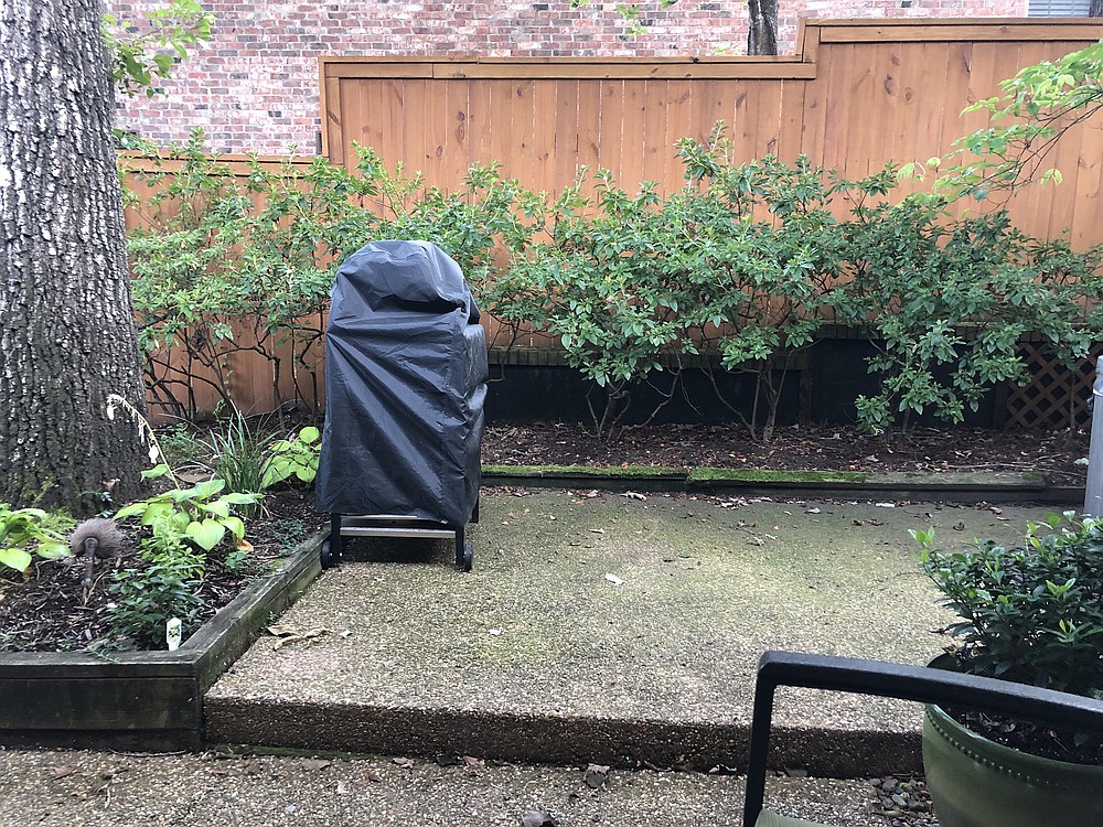 Careful pruning after spring bloom might encourage these elderly azaleas to fill out closer to the soil, but they might die instead. (Special to the Democrat-Gazette)