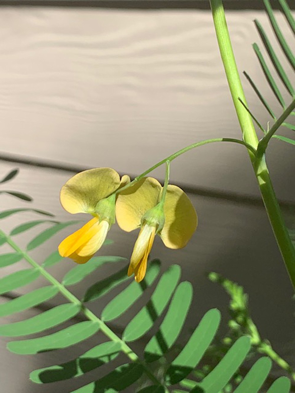 To enjoy the hemp sesbania flowers without allowing the weed to spread, prune off the seed pods that follow the flowers. (Special to the Democrat-Gazette)