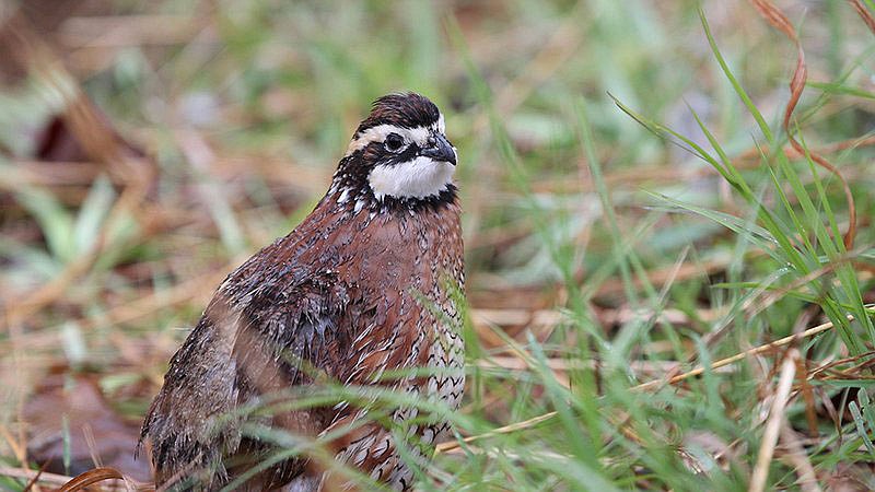 COURTESY PHOTO
Arkansas Game and Fish Commission works to restore habitat to help bring back the Arkansas Northern Bobwhite.
